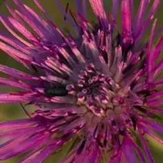 Purple milk thistle flower