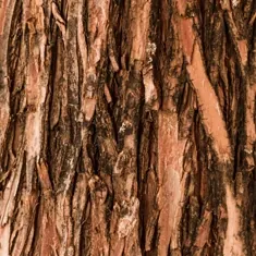 Close-up of slippery elm tree bark